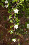 Littlehip hawthorn